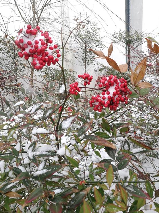 说明: c:\users\administrator\desktop\img_20180125_120923.jpg